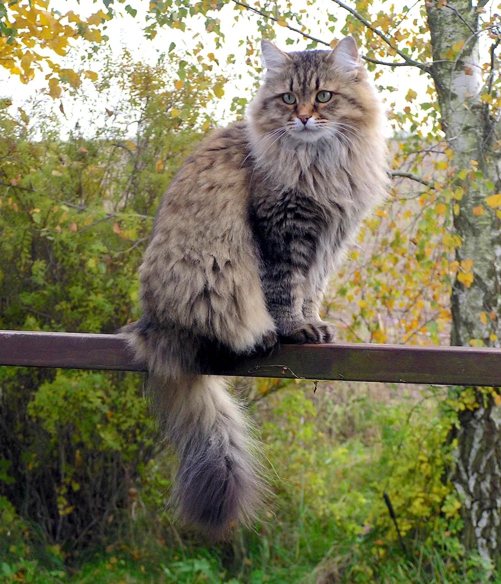 Siberian Cat